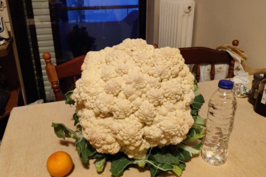 κουνουπίδι