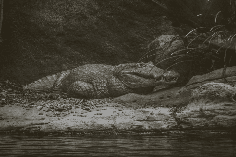 κροκόδειλος