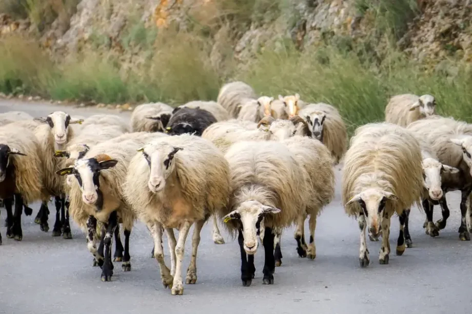 Κτηνοτροφία κτηνοτρόφος πρόβατα