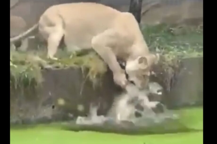 λιονταρίνα