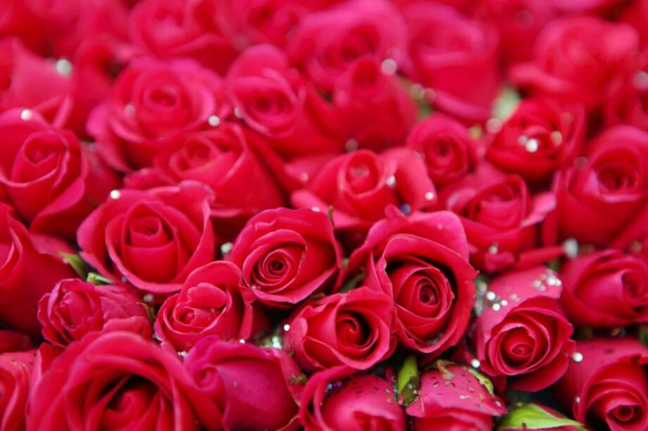 λουλούδια γιορτή άνθη