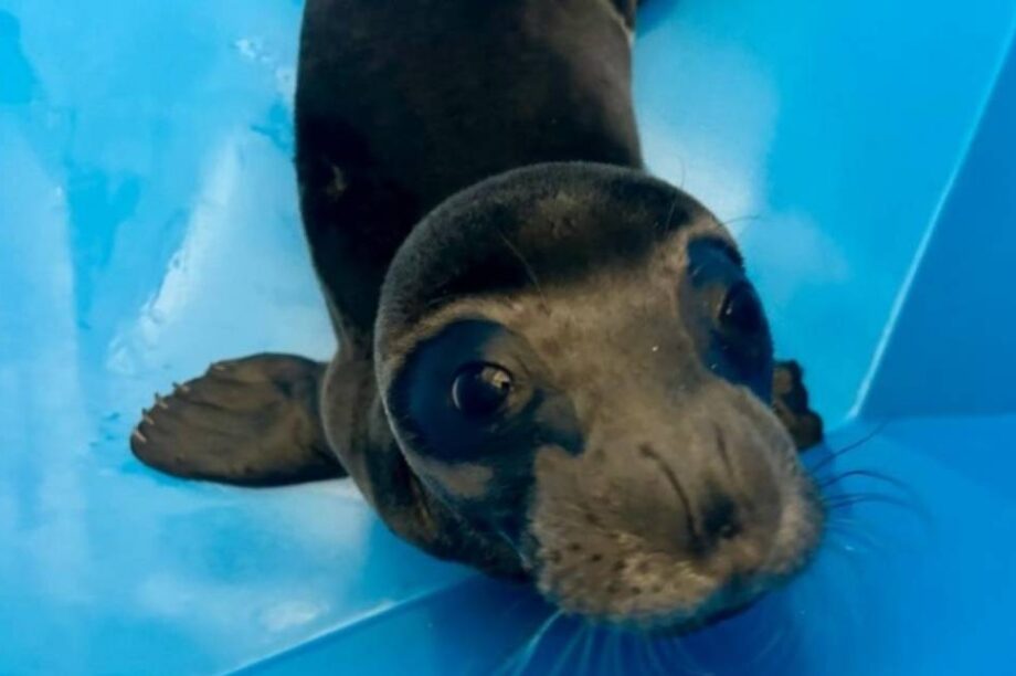 μικρή φώκια