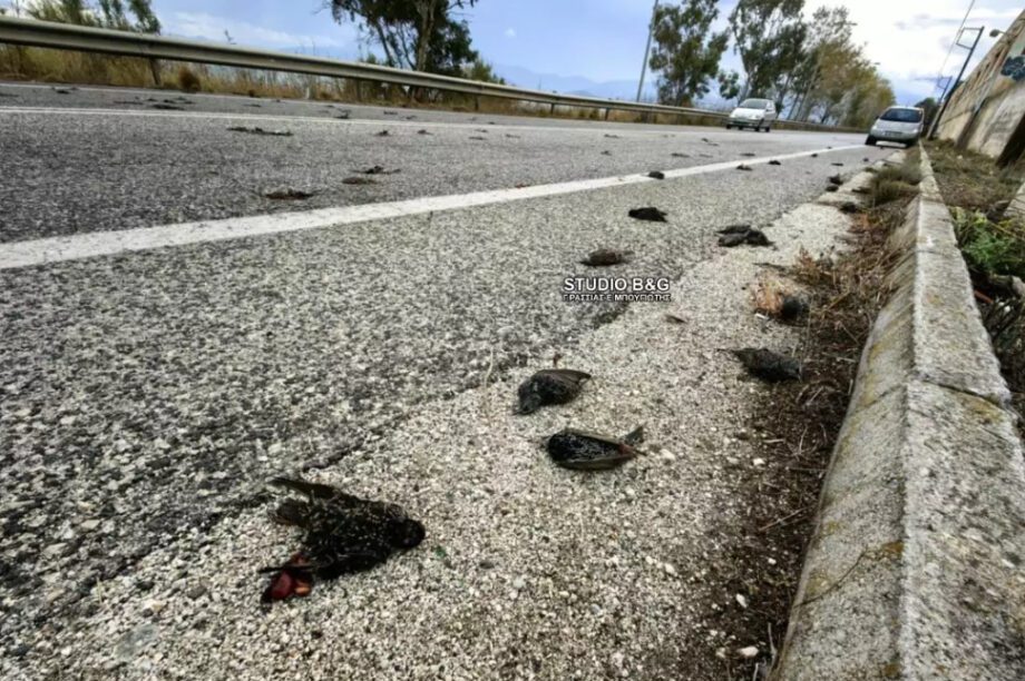 νεκρά πουλιά