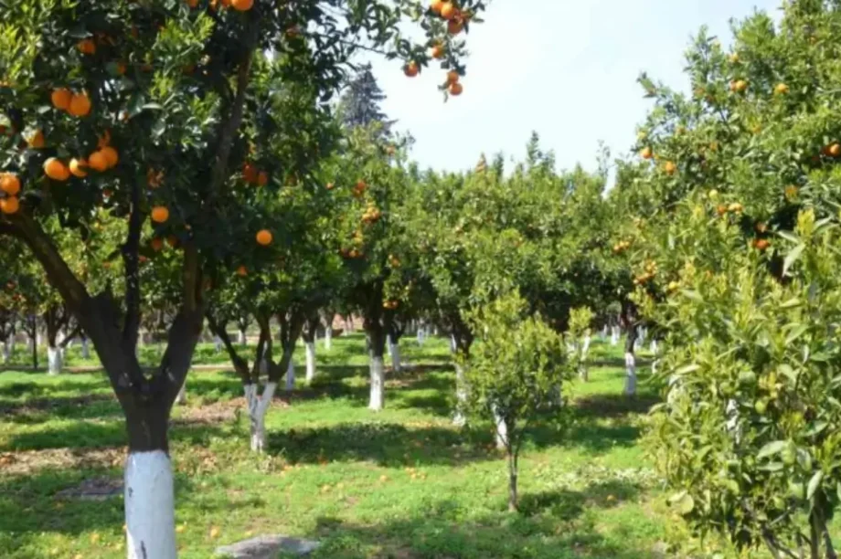περιβόλι πορτοκάλια
