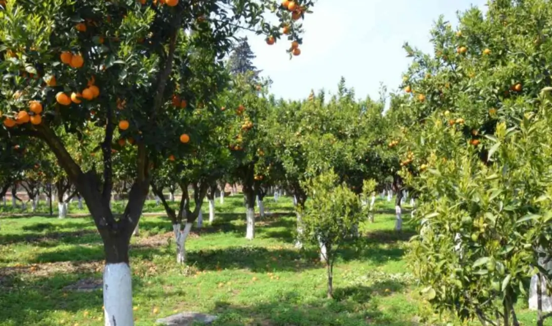 περιβόλι πορτοκάλια