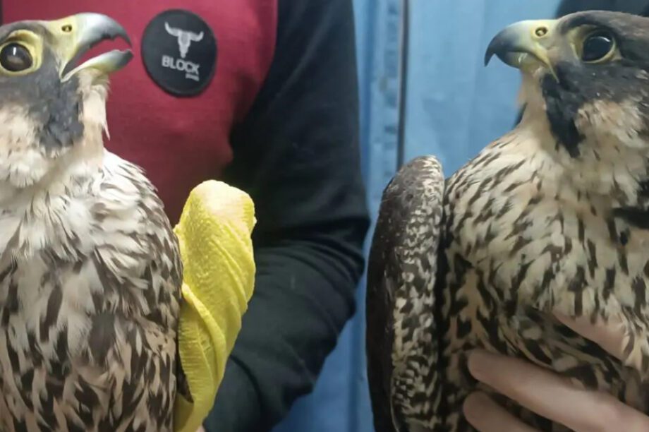 πετριτίνες