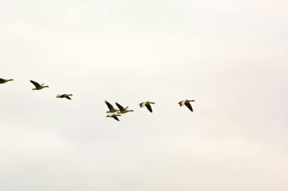 πουλιά ουρανοξύστες