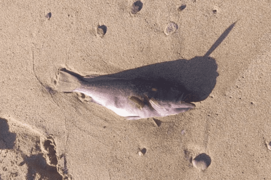 ψάρια Γαύδος