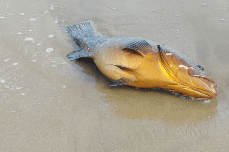 ροφός Χανιά