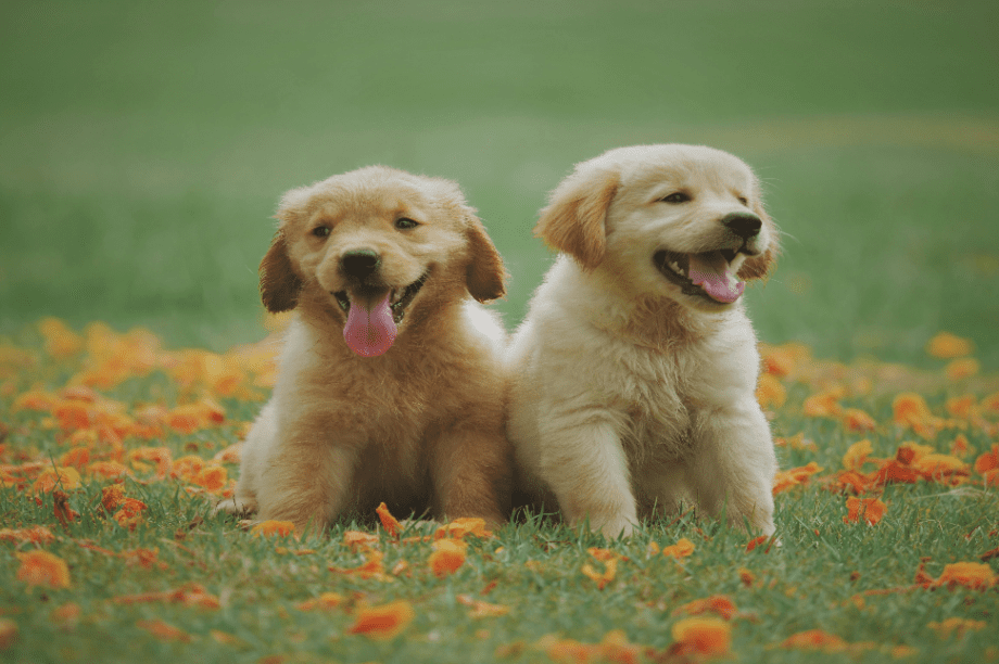 σκύλος σκυλάκια 