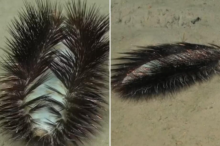 σκουλήκι θάλασσα