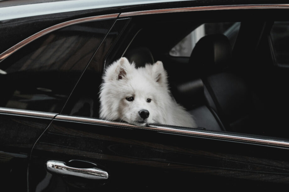 σκύλος αυτοκίνητο