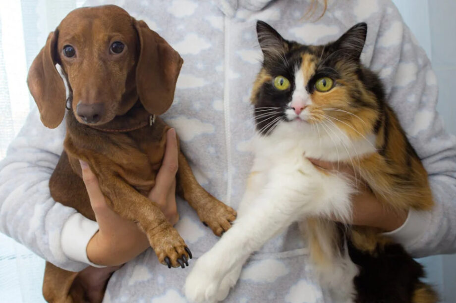 σκύλος γάτα