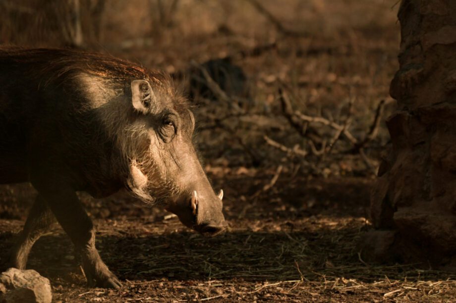 αγριογούρουνα