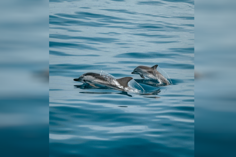 δελφίνια