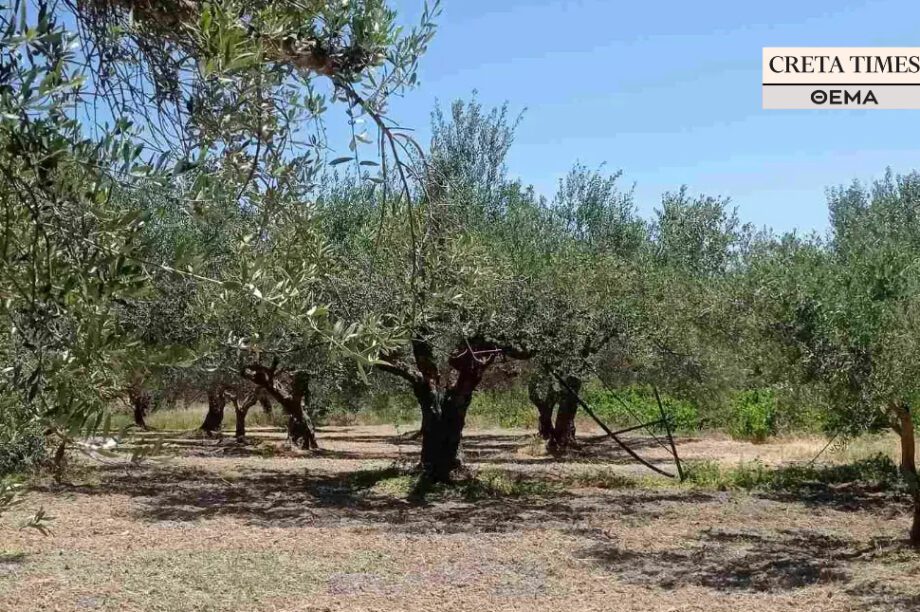 επιδοτήσεις ελιές ΘΕΜΑ