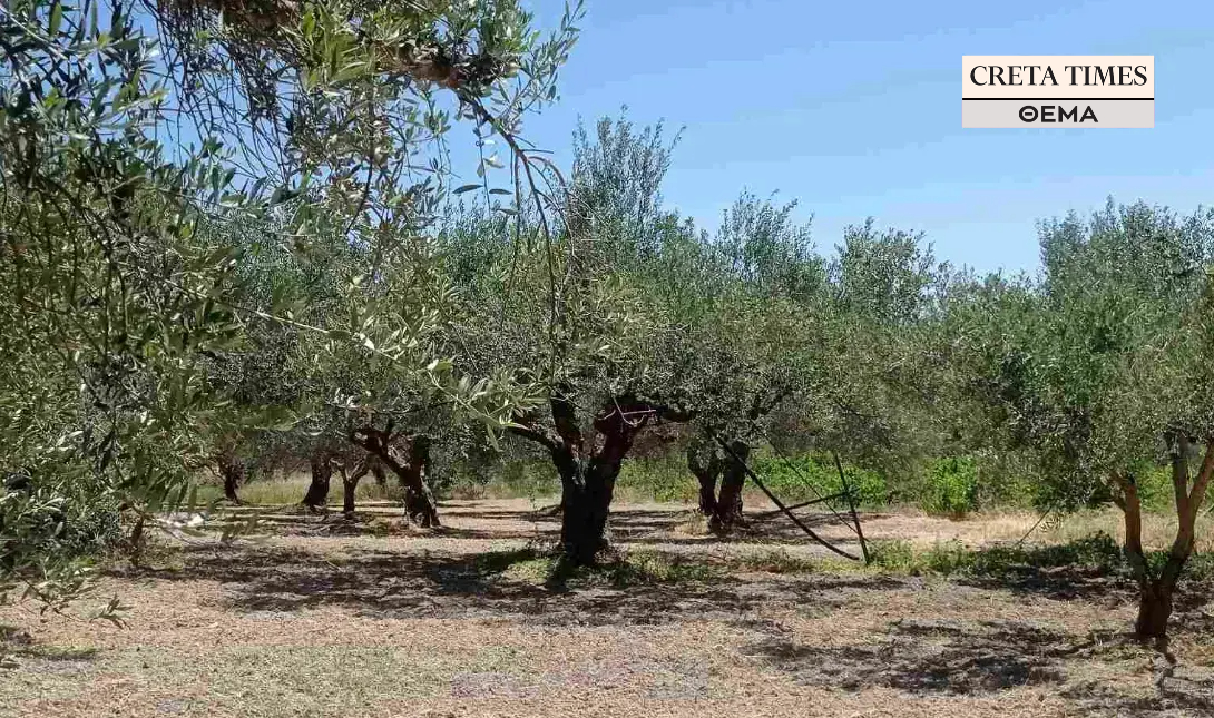 επιδοτήσεις ελιές ΘΕΜΑ