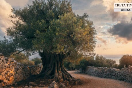 Ελιές