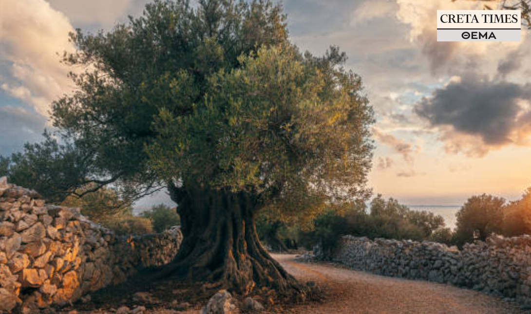 Ελιές