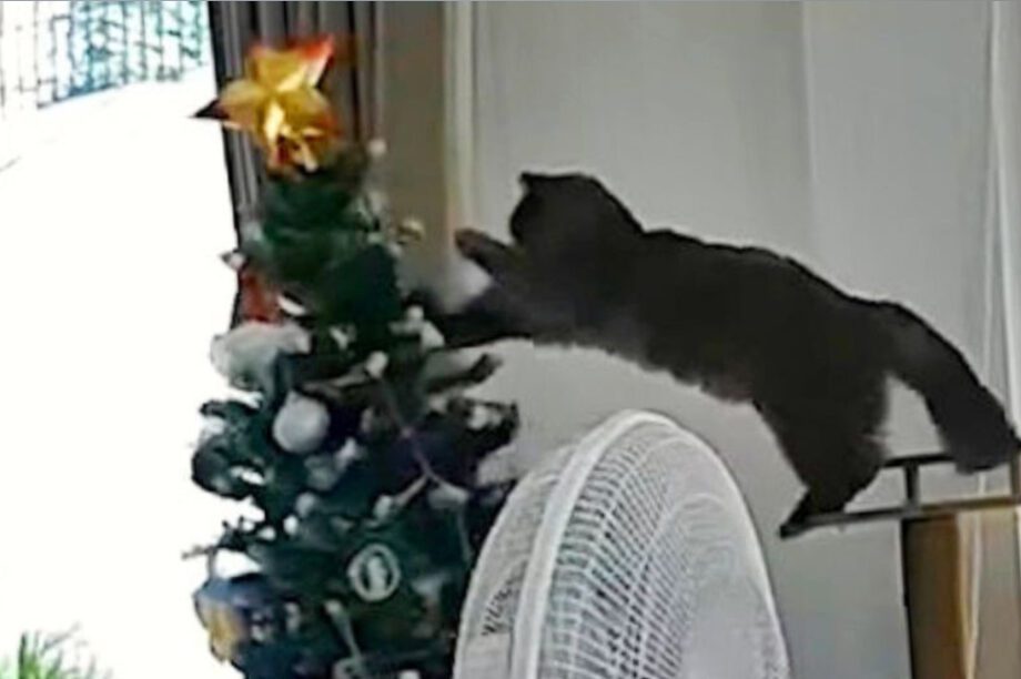 ΓΑΤΑ ΧΡΙΣΤΟΥΓΕΝΝΙΑΤΙΚΟ ΔΕΝΤΡΟ