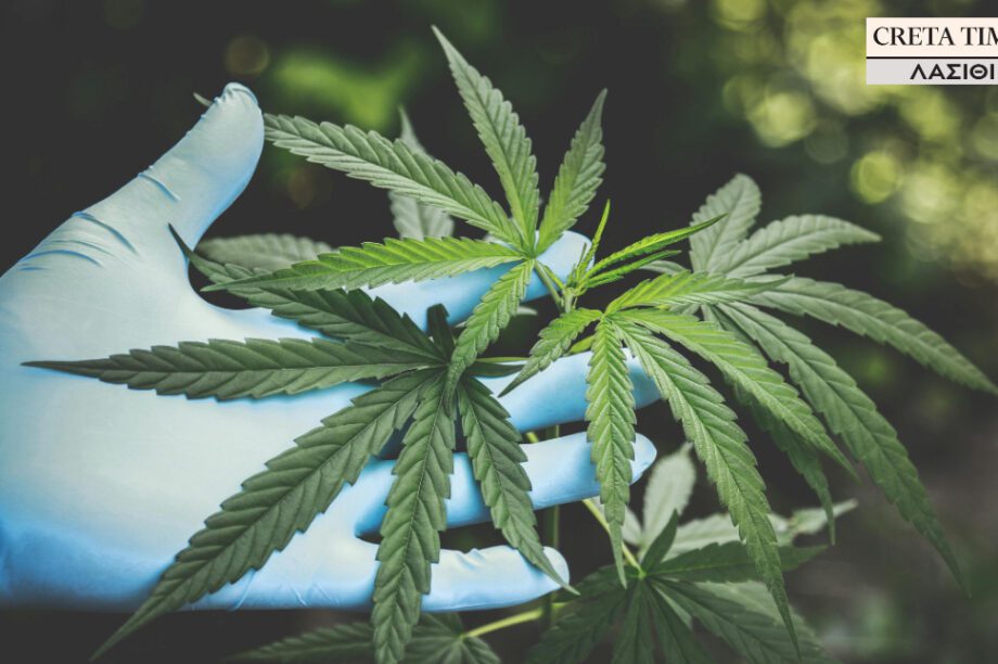 κάνναβη χασίς
