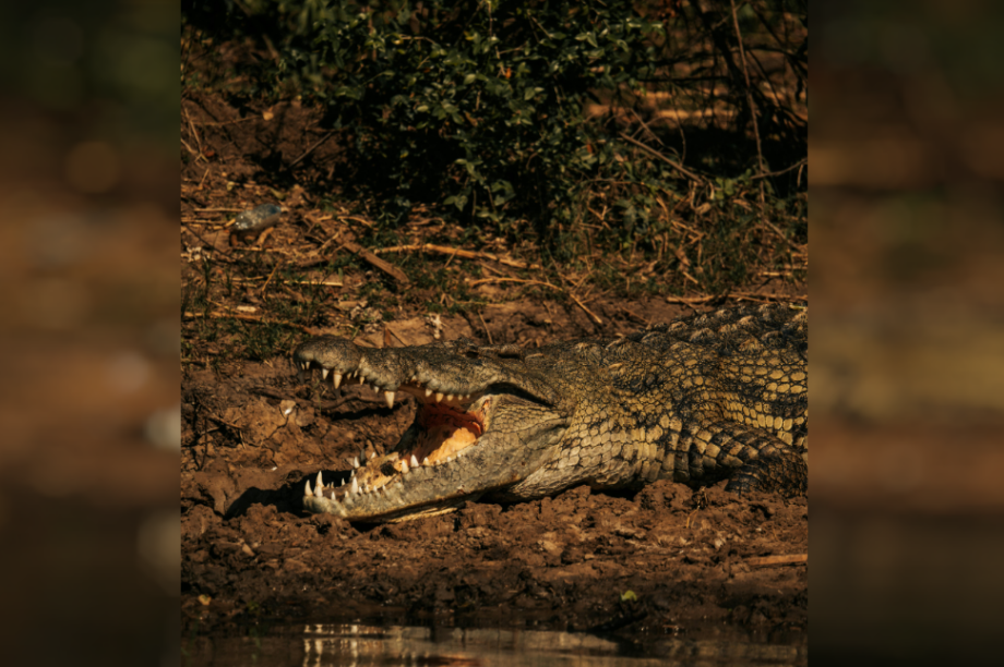 κροκόδειλος