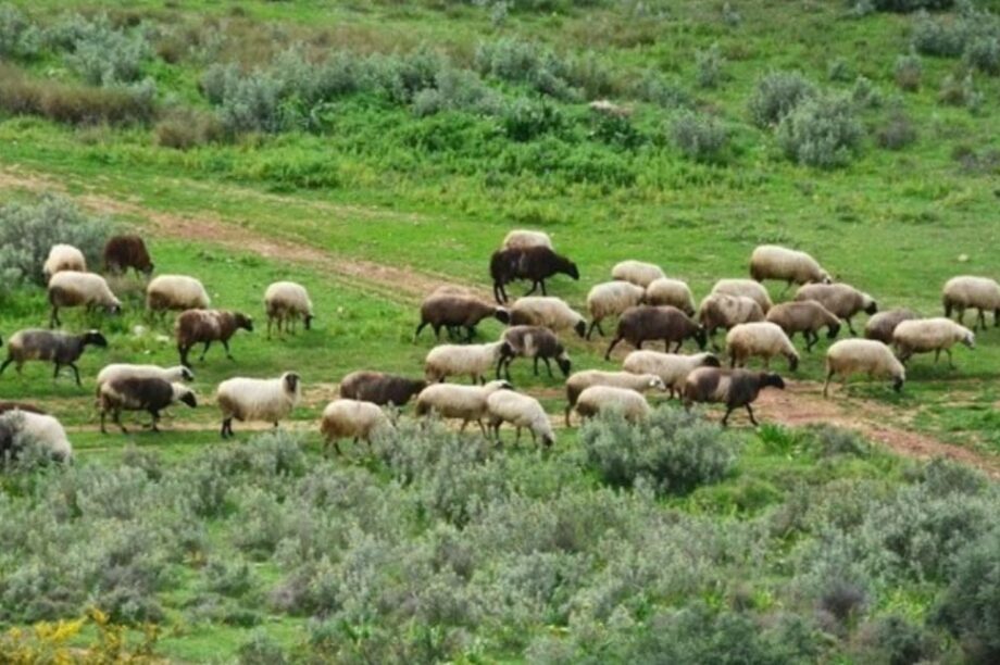 Πανώλη προβάτων