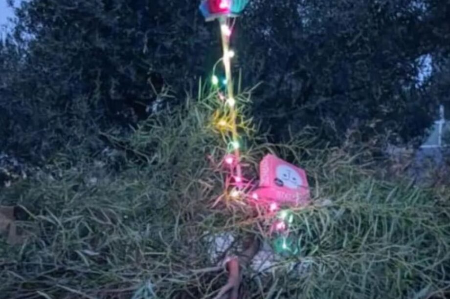 ΣΚΟΥΠΙΔΙΑ ΛΑΜΠΑΚΙΑ ΛΑΜΠΙΟΝΑ ΜΕΣΑΜΠΕΛΙΕΣ