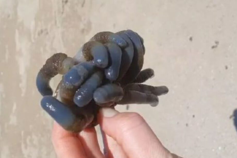 Τοξικό πλάσμα