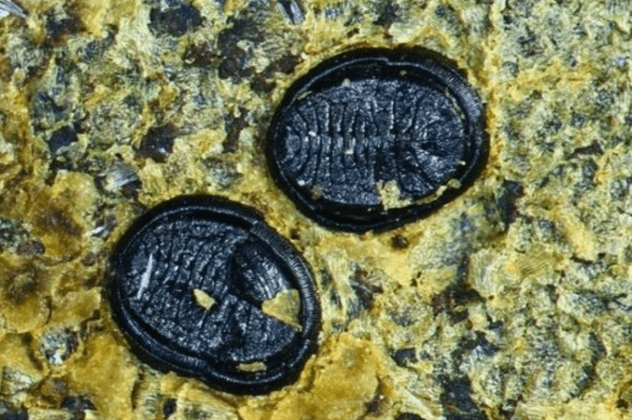 απολιθώματα