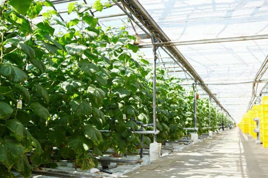 αγγούρια παραγωγή θερμοκήπιο