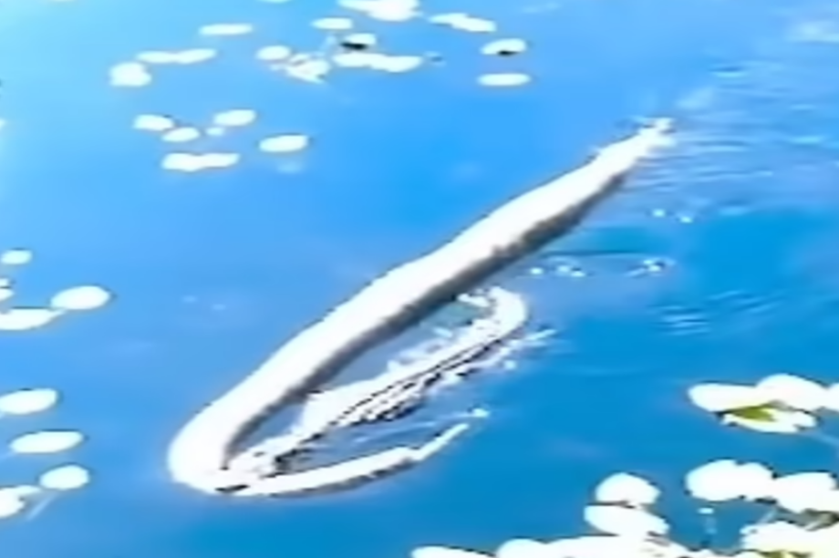 αλιγάτορας