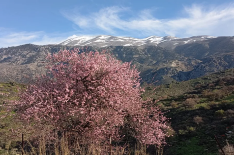 αμυγδαλιά