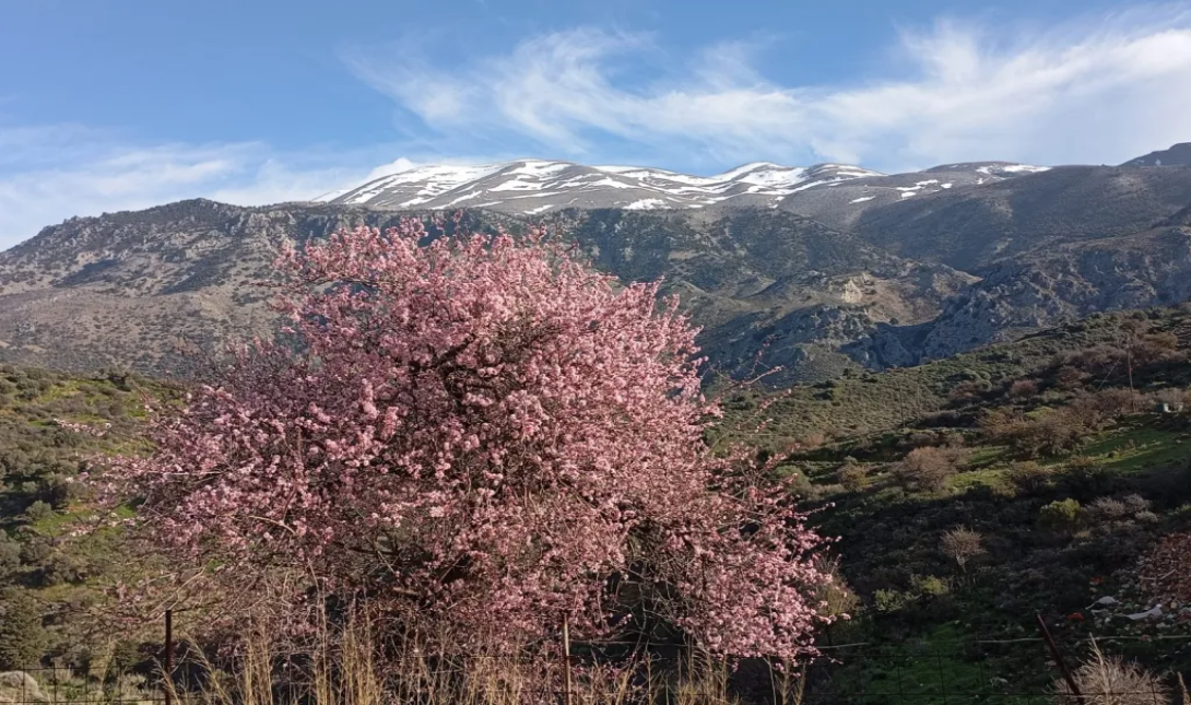 αμυγδαλιά