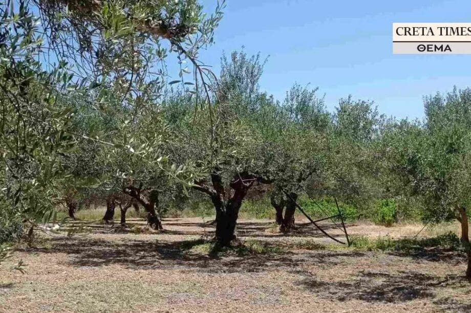 ελιές παραγωγοί ελαιώνες ελαιοπαραγωγή τιμές