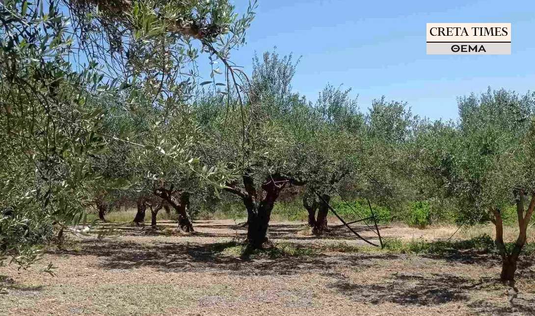 ελιές παραγωγοί ελαιώνες ελαιοπαραγωγή τιμές