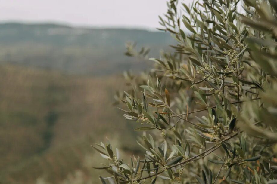 ελιές Βιάννος