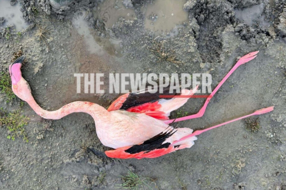 φλαμίνγκο Κάρλα