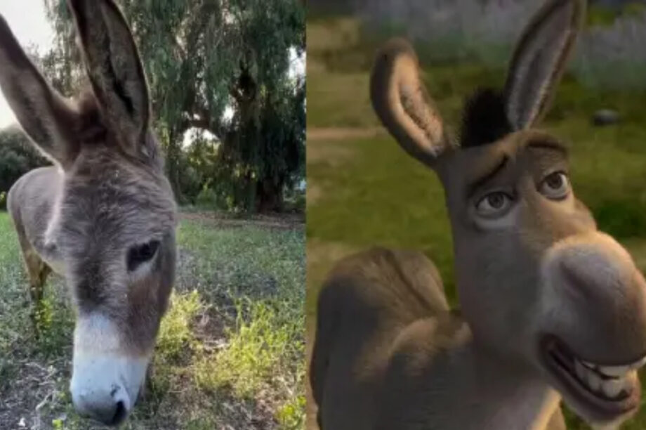 γάιδαρος shrek