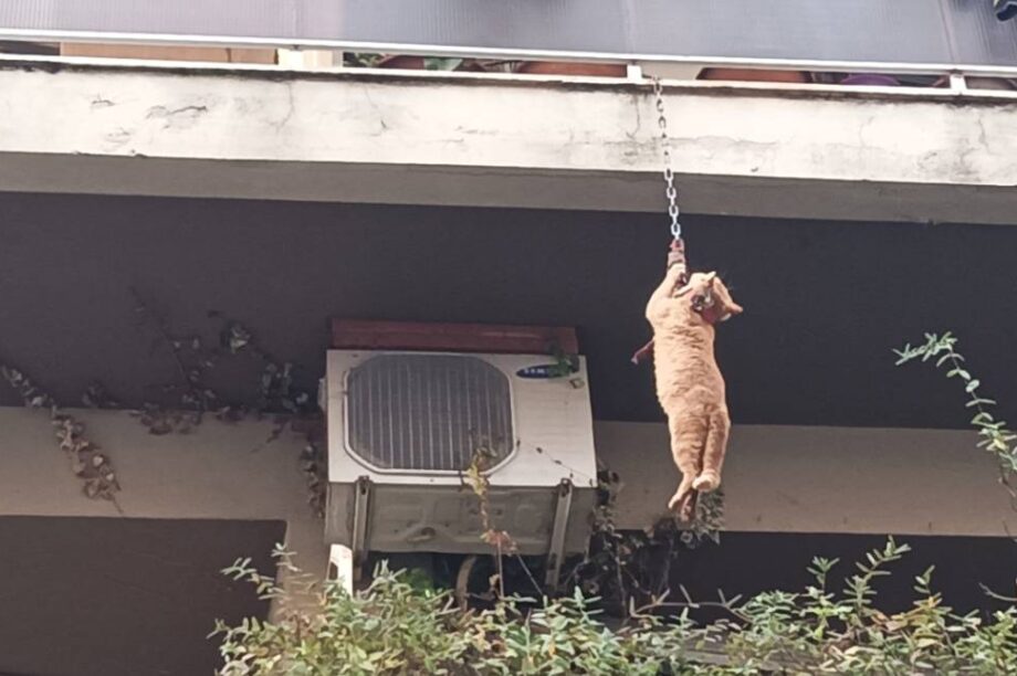 γάτα Αγρίνιο