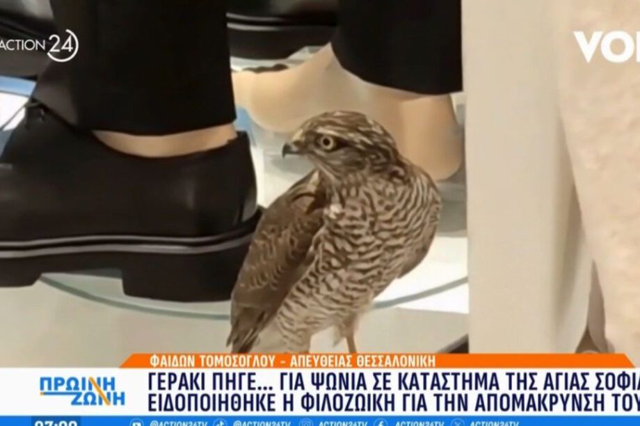 ΓΕΡΑΚΙ ΒΙΤΡΙΝΑ