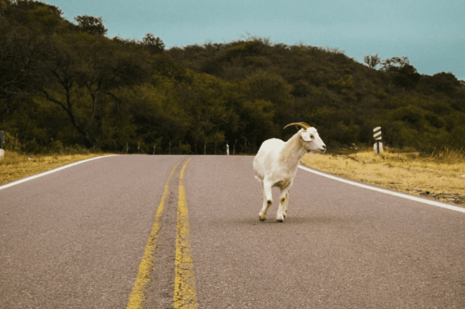 κατσίκα δρόμος