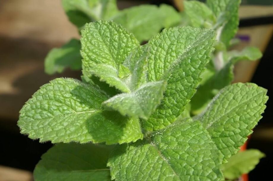 Μέντα δυόσμος