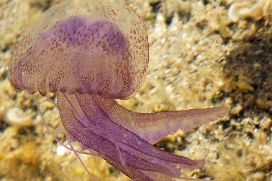 μωβ μέδουσα