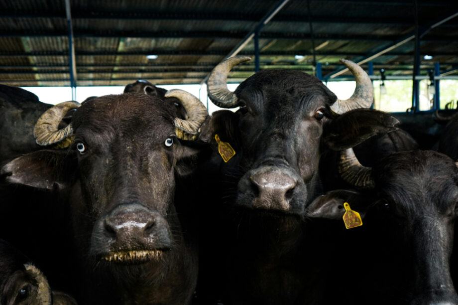 νεροβούβαλα