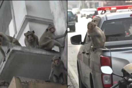 πίθηκοι Ταϊλάνδη