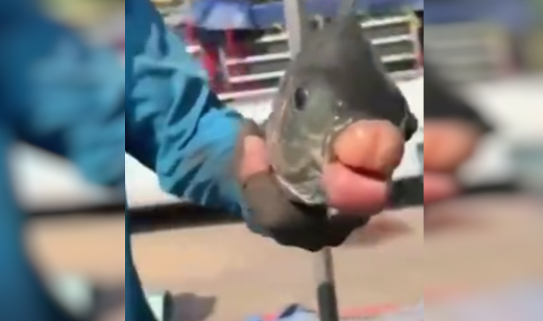 ψάρι