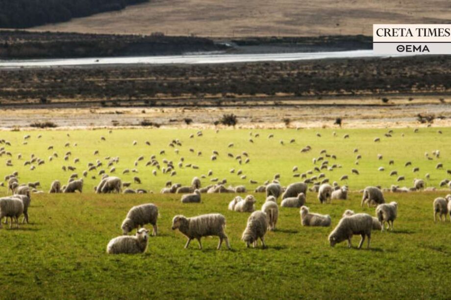 κτηνοτροφία