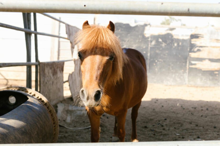 πόνυ 43χρονος
