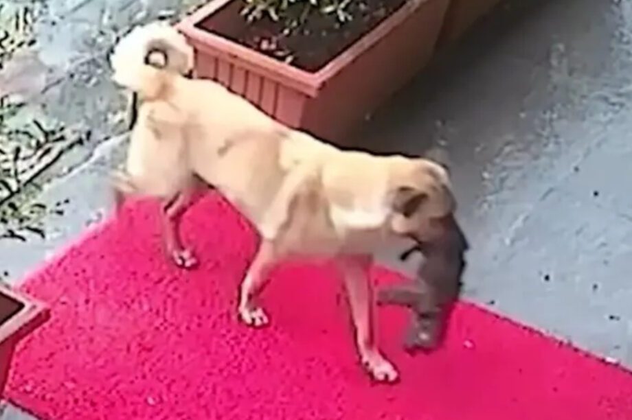 σκυλίτσα κτηνιατρείο